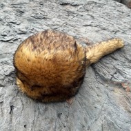 Kurt Kürk Desenli Kadın Deri Börk | Hayvan Dostu ve Sıcacık Kış Modası Deri Şapka Kurt Kürk Desenli Kadın Deri Börk | Hayvan Dostu ve Sıcacık Kış Modası Deri Şapka